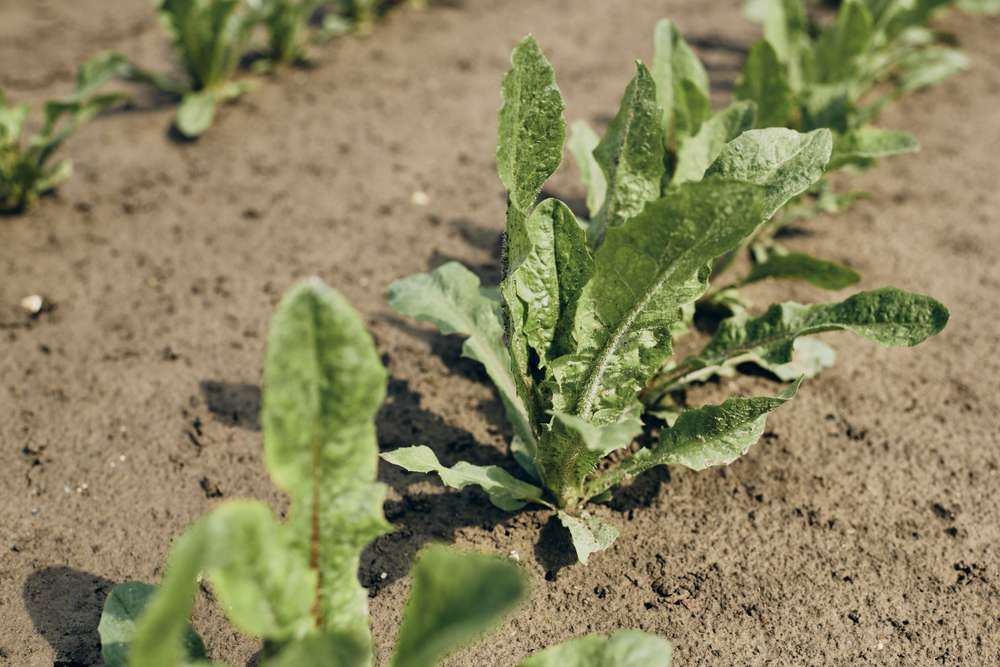 Plante Cultivée Sur Place Avec Des Racines Bien Développées Dans Des Granules  D'argile Expansée Cultivée En Hémihydroponie Passive. Les Racines De  L'arbre Sont Recouvertes D'argile Expansée Pour Le Paillage. Banque D'Images  et